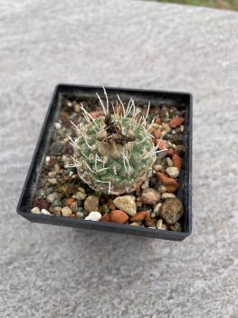 Strombocactus disciformis
